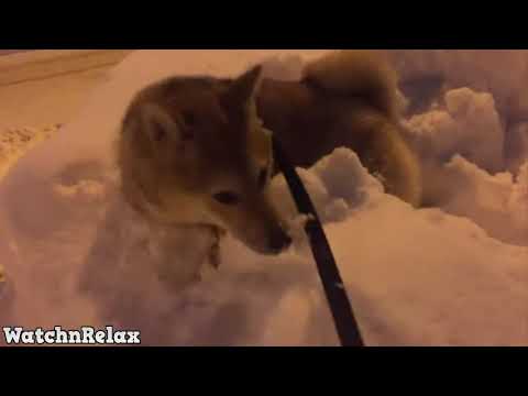 Funny Dogs in Snow Compilation