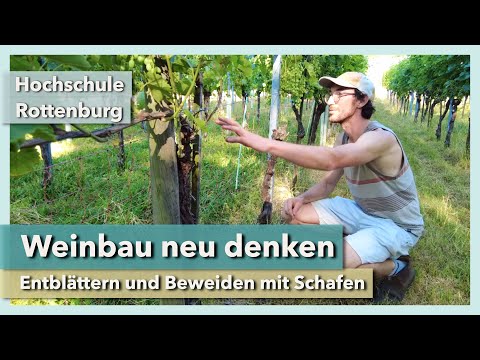 Weinbau neu denken: Entblättern und Beweiden mit Schafen | Hochschule Rottenburg | Rundgang 4 | 2022