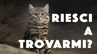 RIESCI A TROVARE IL GATTO? Il 90% non ci riuscirà
