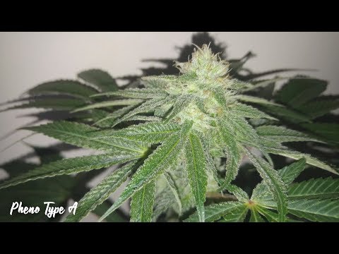 chocolate mint og week 5 of flower update