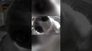 #cat #cute #catvideo #cutecat #funnyvideo #funny #pets