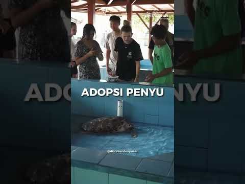 Turtle Conservation & Education Centre, Serangan, Kota Denpasar | Dinas Pariwisata Kota Denpasar