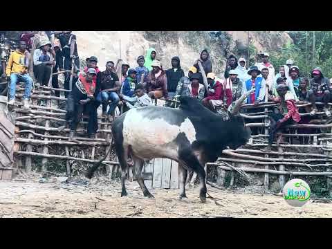 VIDEO SAVIKA OMBY MISY CAMERA 2025