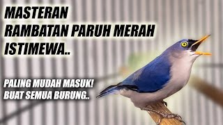 Download lagu MATERINYA PARA BURUNG MEWAH!! MASTERAN RAMBATAN PARUH MERAH GACOR NEMBAK NGEBREN RAPAT JERNIH JEDA mp3