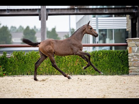 Odine de la Vie (Clearway x Cumano) - filly - born 24-05-2021