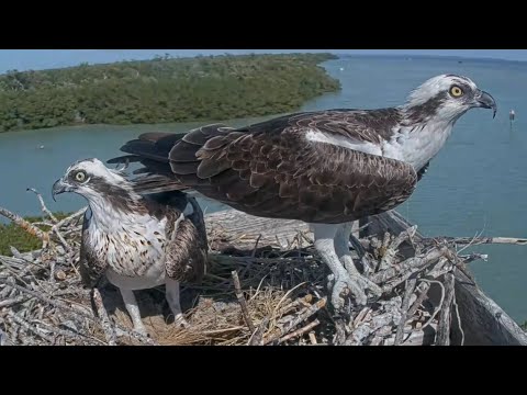 Captiva Osprey Cam | Nice mating between Andy & Lena | 31.12.2021