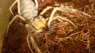 Angry Camel Spider!