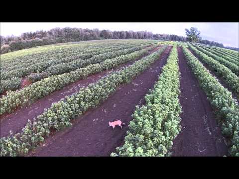 Funny Curious Fox Plays Hide & Seek with Drone in a Huge Blackcurrants Field || HD Video