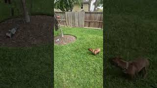 Video preview image #1 Dachshund-Unknown Mix Puppy For Sale in HOUSTON, TX, USA