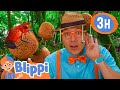 Blippi Learns About Jungle Animals Blippi And Meekah Best Friend Adventures Educational Videos