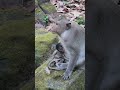 Stormy with baby monkey  Seth at evening before morning #shortvideo #anmals #shorts