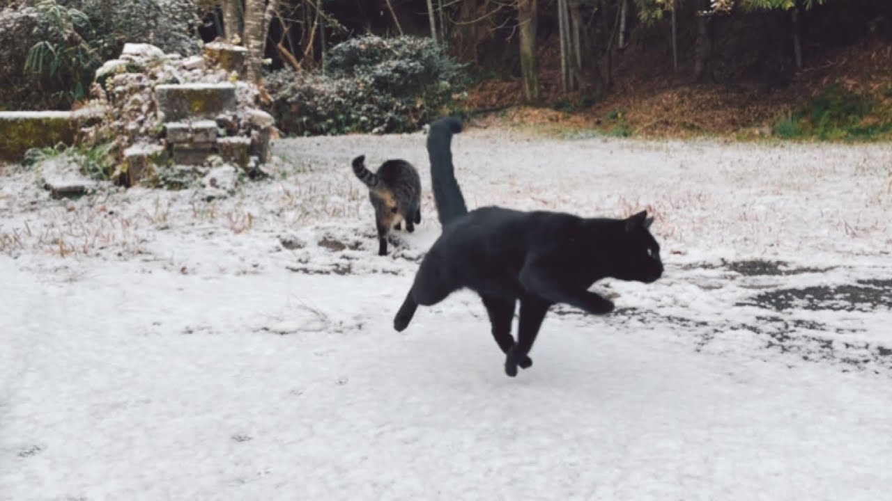 雪、冷たすぎニャ😹　Cats and dog play in the snow