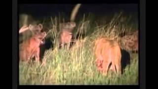 Gigante León macho salva a leona de la muerte por una manada de hienas