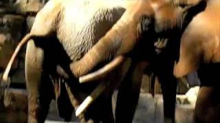 Elephant Trunk up da butt