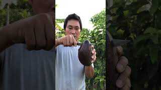 Avocado fruit:pick and eat avocado fruit from the tree#short