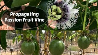 Propagating Passion Fruit - Passiflora edulis cuttings
