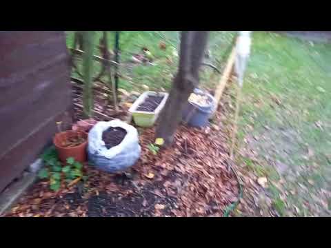 Janke (European Cherry tree)