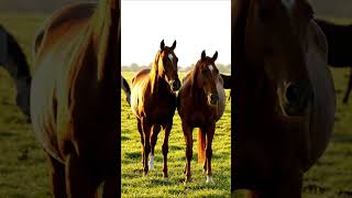 Download lagu Horse mating behind the scene video 64 mp3