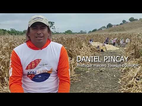 , title : '🌽🌽🌽Productividad récord de maíz amarillo en Manabí Ecuador'