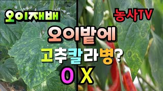 오이재배, 오이밭에 고추칼라병이 의심됩니다.[농사TV]