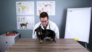 Is Your Pet Overweight?!