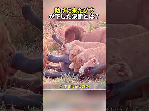 助けに来たゾウが下した決断とは？  #野生動物 #ゾウ #ライオン #動物の親子 #サバンナ