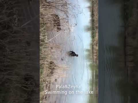 Pala and Zeyna are swimming in the lake. (Pitbull Bluenose XXL)