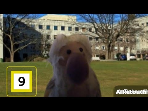 Fantorangen og venner: episode 1: pivis crazy dag! 9+