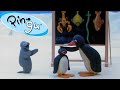 Pingu S School Activities Pingu Official Channel Cartoons For Kids