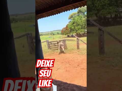 Nelore colocou os peão pra correr #neloresendonelore #fazenda #viralvideo #vidanaroça