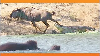 Hippos Come to Rescue Wildebeest from Crocodile