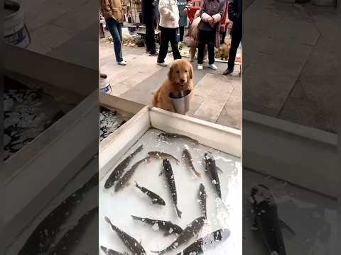 What does the dog do when it takes the fish #shorts #short #trending #viralshorts #facts #reels