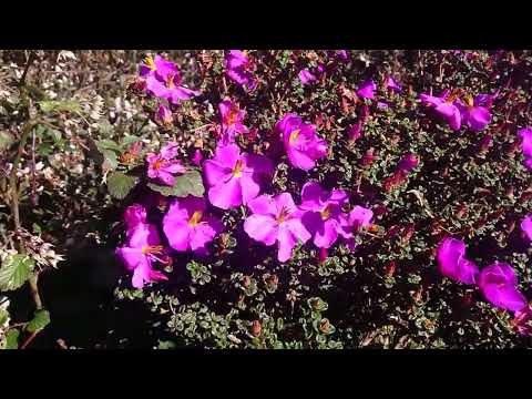 Nelu Flowers, Horton Plane.