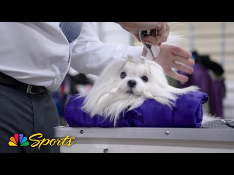 National Dog Show 2025: The Life of a Show Dog (Puppy's version) | NBC Sports - YouTube