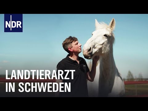 Alleskönner Landtierärzte: Mit dem Helikopter zum Kuhstall | Ostseereport | NDR Doku