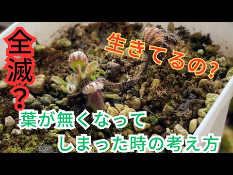 園芸 アルバニー ウォータージャグ セファロタス