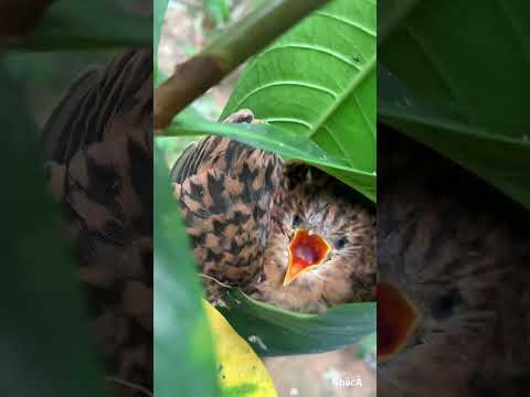 Chim đẻ nhờ tổ chim sâu #singer #song #chim #cuocsong #xuhuongyoutube