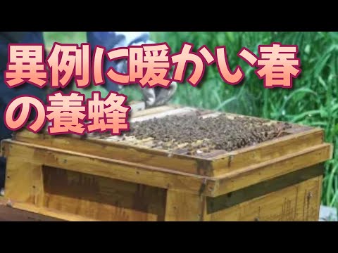 経済学科 晴蜂雨読㉗／異例に暖かい春の養蜂 (2024年5月、その3)／山崎亮一／字幕付き／Beekeeping in an unusually warm spring (May 2024)／Eng sub