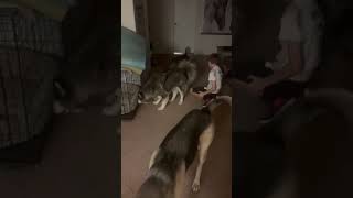 Video preview image #1 Siberian Husky Puppy For Sale in Chandler, AZ, USA
