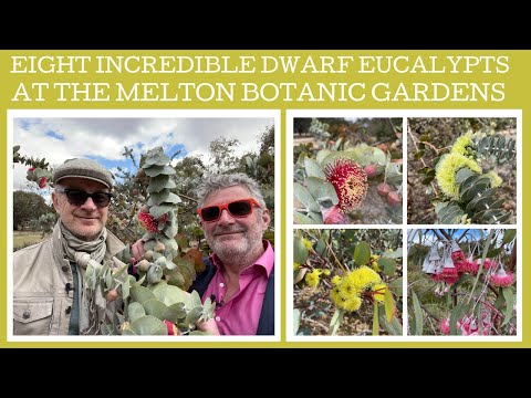 Plant Profile: Eight incredible dwarf Eucalypts at the Melton Botanic Gardens!