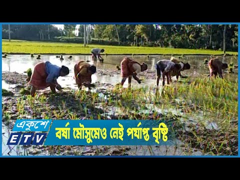 বর্ষা মৌসুমেও ঠাকুরগাঁওয়ে নেই পর্যাপ্ত বৃষ্টি