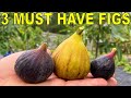 3 MUST HAVE FIG VARIETIES For Every Garden