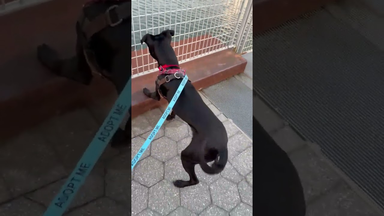Enlarge Alvin, a Adoptable mixed breed in New York, NY video 4/4