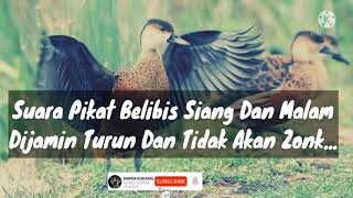 Download lagu Suara Pikat Belibis Merah Siang Dan Malam, Ampuh, Sudah Terbukti. Dijamin Turun mp3 Download lagu Suara Pikat Belibis Merah Siang Dan Malam, Ampuh, Sudah Terbukti. Dijamin Turun mp3
