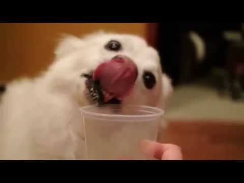 Anteprima Video Cane mentre mangia yougurt