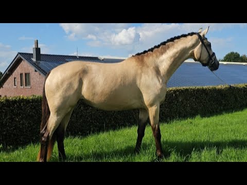 4jährige große Traum-Stute von Qaside x Johnson