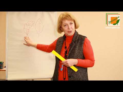 Смотреть видео