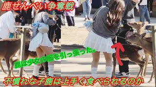 鹿せんべい争奪戦 不慣れな🦌🌸子鹿は上手く食べられるのか💖🫎 It was real Amazing 🤩