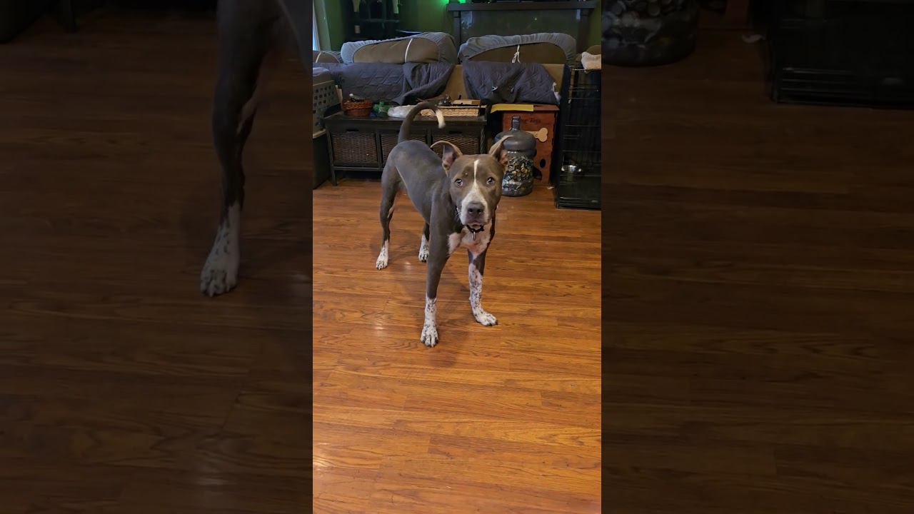 Enlarge TACO PACO, a ADOPTABLE mixed breed in Olympia, WA video 3/5