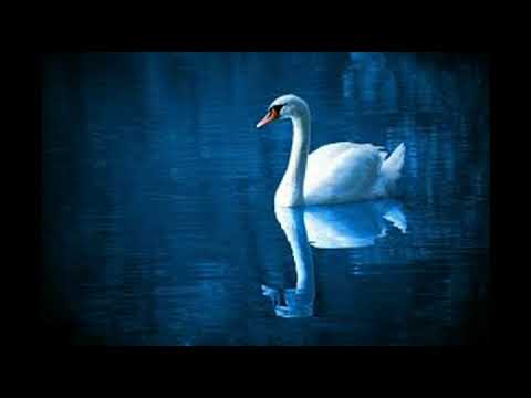 Spencer Ross   Tracy's Theme